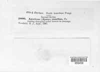 Laccaria laccata image